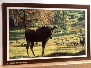Ein Elch und sein Date, er sieht enttäuscht aus! - Vintage Postkarte - Bild 1 von 3