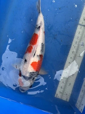 18 Inches Dainichi Showa Japanese Koi - Image 1 of 3