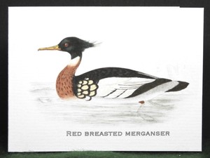 MisterBcards 12 Antique Red Breasted Merganser Notelets (75x100mm)+C7 Envelopes