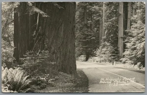 RPPC Postcard Hiouchi Forest CA Redwood Highway 199 tall trees ferns Unposted - Picture 1 of 3