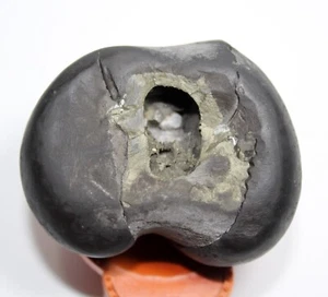 Tripura Sundari Shaligram WT-211 GM Größe 2,75 Zoll - Bild 1 von 4