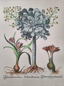 Edizioni Ponte Vecchio Handcolored Botanical Print after Basilius, Sedum Crocus - Picture 1 of 20