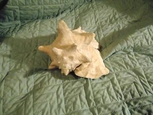 Vintage Muschelschale - Bild 1 von 9