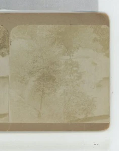 Petrified Wood Boone Ledges IA Iowa Stereoview c1893 - Imagen 1 de 3