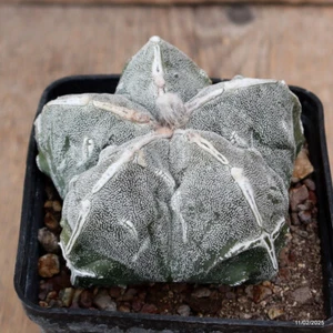 A4913 ASTROPHYTUM MYRIOSTIGMA ONZUKA FUKURYU pot9-H6-W9 cm MaMa Cactus - Picture 1 of 4