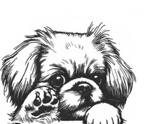 Camiseta personalizada bordada para cachorro pekinés perro - Imagen 1 de 3