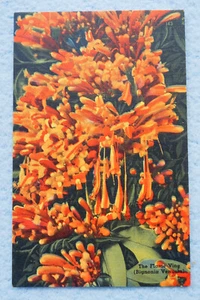 The Flame Vine - (Bignonia Venusta) - Picture 1 of 2