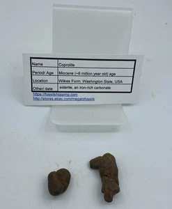 Washington State Coprolite Genuine Fossilized Feces Poop Dung CP2 - Picture 1 of 4