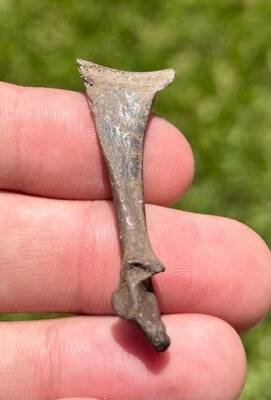 Fossil Bird Bone Avian Rare Pleistocene Florida Ice Age - Image 1 of 3