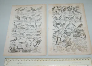 1850 BIRD PRINTS. NEW ZEALAND. DODO. CAPT BROWN FOR ANIMATED NATURE - Picture 1 of 2