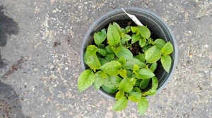 Live Apple Fruit Tree Rooted Plant Honey Crisp Fuji Gala Pink Lady Granny Smith. - Picture 1 of 4