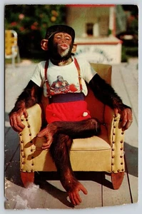 Postcard Chimpanzee Sitting Monkey Jungle Miami Florida Primates Apes - Picture 1 of 2