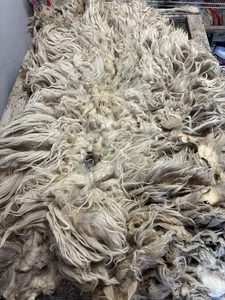 6,5 Pfund Navajo Churro Schafwolle Faservlies Spinnen Weben Filzen Locken Haare - Bild 1 von 12