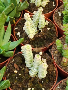 Crassula marnieriana variegata FANTASY Planta Suculenta 8,5 cm Ø para medio sol - Imagen 1 de 3