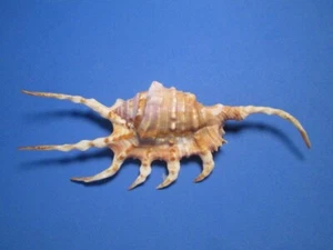 Lambis scorpius (Linnaeus,1758) "BEAUTIFUL!"  (138.9mm) - Picture 1 of 5
