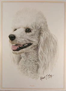 White Poodle Dog Robert May Fine Art Greeting Card Blank 6x8" Env Quay Dorset UK - Picture 1 of 6