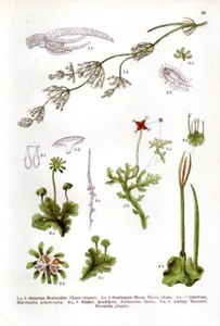 1909 WILLKOMM CHROMO umbrella liverwort, smooth hornwort, stonewort,  ... - Bild 1 von 3