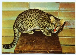 Postkarte - Salzkatze (sehr seltenes Motiv) im Tierpark Berlin - Bild 1 von 2