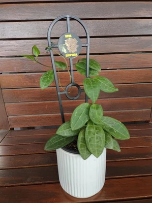 Hoya Elliptica, Amazing Leaves And Big Blooms, Active Growth, Far Nth Queensland - image 1 of 3