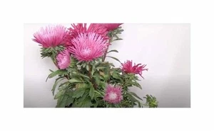 25x Callistephus Chinensis Sommeraster Blumen Pflanzen - Samen A92 - Picture 1 of 4