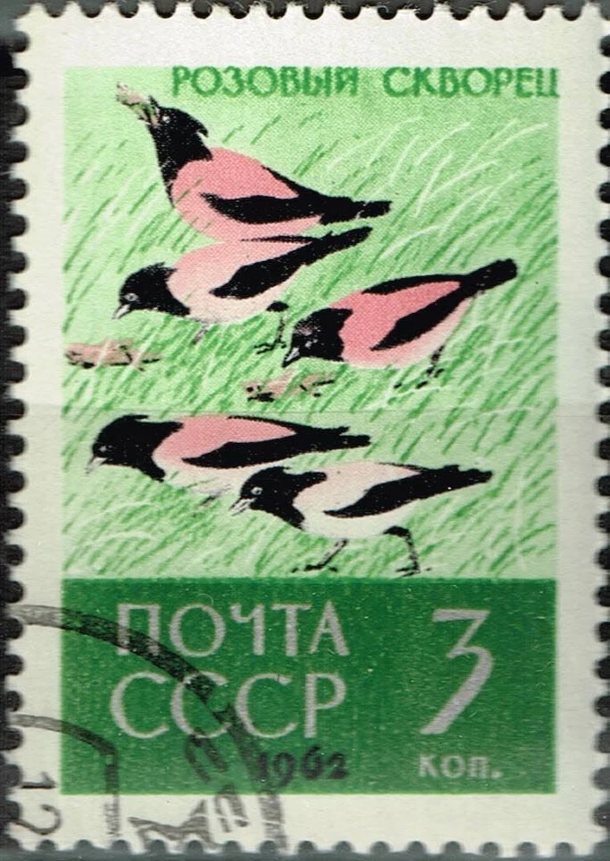 Rusia Fauna Pájaros Rosa Sello 1972 A-11 Foto 1 de 1
