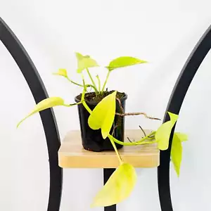Pothos Goldilocks | Epipremnum aureum "Goldilocks" - Picture 1 of 16