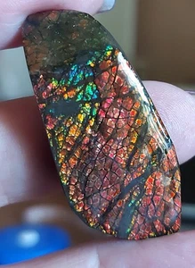 Ammolite Ammonite Coated Stone 42.7x20.3x5.2mm #14008 - Bild 1 von 5