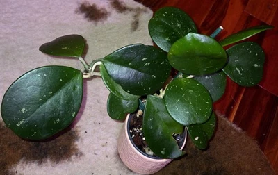 Rare Hoya Obovata splash 13" Tall Not Monstera Anthurium Syngonium Aroid  - Image 1 of 4