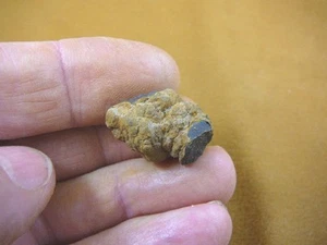 (PP446-12) 1" Genuine Fossil TURTLE POOP Coprolite DUNG WEIRD WA state scat poo - Picture 1 of 1