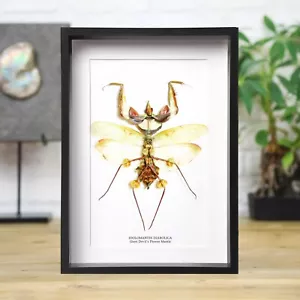 Giant Devil's Flower Mantis Taxidermy Bug Insect Home Decor Interior Design Gift - Foto 1 di 3