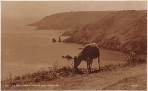 A COW ON THE CLIFFS AT MOULI HUET GUERNSEY REAL PHOTO POSTCARD c.1920'S JUDGES - Picture 1 of 2
