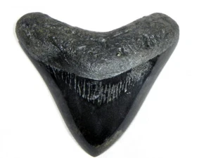 3 3/16 Inch Polished Fossil Megalodon Sharks Tooth Sharks Tooth Teeth Miocene - Picture 1 of 3