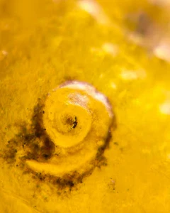 Burmite Fossil Cretaceous amber rare snail insect Burmese amber Fossil Myanmar - Picture 1 of 7