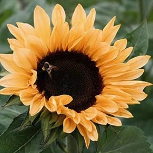 25+ Sunflower / Peach Passion / Helianthus Flower Seeds / Annual - Picture 1 of 1