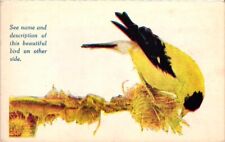 The American Goldfinch Perched on a Branch Divided Back Vintage Post Card