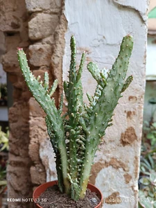 1 ESQUEJE SIN RAIZ de Opuntia monocantha variegata Suculenta de colección - Bild 1 von 1