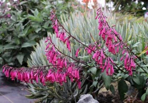 Phygelius capensis, Kap-Fuchsie 20 Samen - Bild 1 von 1