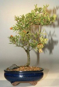 Dwarf Pomegranate Bonsai Tree 5 y. old Flowering & Fruiting Indoor - Picture 1 of 1