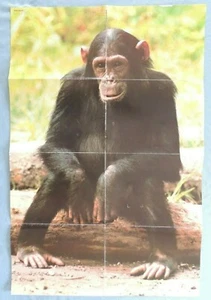 National Geographic ~ WELT Magazin -- September 1975 PLAKAT - Schimpansen - Bild 1 von 2