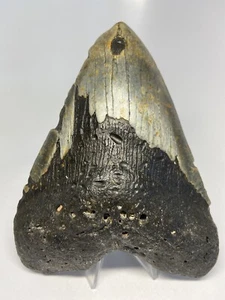 Megalodon Haizahn 6,22 Zoll riesig - echtes Fossil - massiv 6340 - Bild 1 von 8