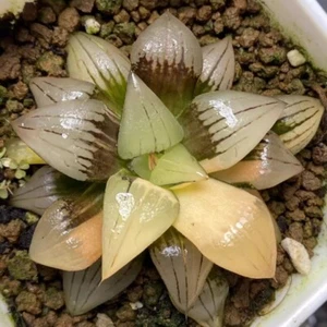 6CM Succulent Plant Haworthia Comptioniana Red Grain Variegated Liliaceae Plant - Picture 1 of 9