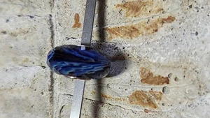 Elfbeads Shades of Blue Glass - Bild 1 von 4