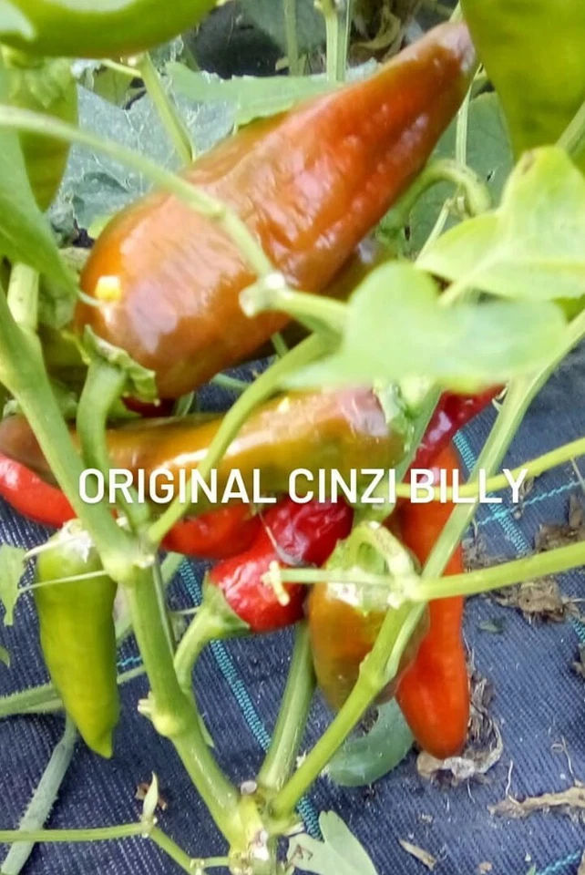 75  Semi Peperone Friggitello  ( semi italiani bio ) - Immagine 1 di 1