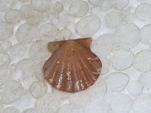 FLEXOPECTEN HYALINUS F.FERRUGINEA WOOOOOOW - Imagen 1 de 2