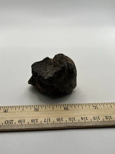 Mammoth Toe Foot Bone Ice Age 12000 Years Old Siberia T9 2” X 1.75” - Picture 1 of 5