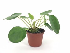 Pilea peperomioides (2" Pot) (Chinese money plant / Pancake plant / UFO plant)
