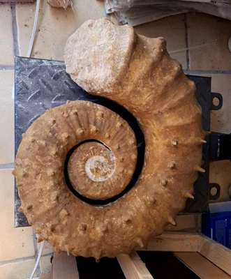 Stacheliger Crioceratites nolani Ammonit 39cm 13,15kg Sammler Stück - Bild 1 von 4