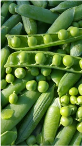 20 x PEA SEEDS-WINTER MIX-6 HEIRLOOM VARIETIES-HEALTHY VEGETABLE PLANT GARDEN - Picture 1 of 20