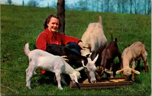 Vintage Ein Familienessen Wilson NY Postkarte Mädchen füttert Ziegen Bauernhoftiere - Bild 1 von 2