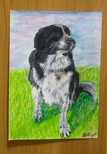 WELSH COLLIE WORKING SHEEP DOG A4 disegno artistico pastello originale unico firmato - Foto 1 di 5